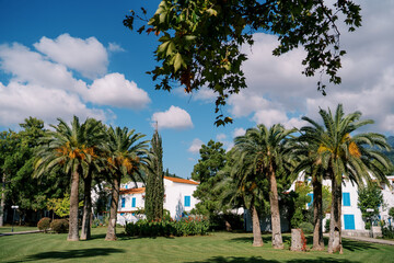 Tall date palms grow on the lawn near an apartment building