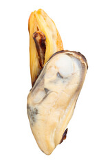 Side view of two cooked green mussels meat isolated with clipping path in png file format