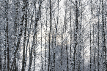 Sunbeams shining through snow-covered birch branches in a birch forest after a snowfall on a winter.