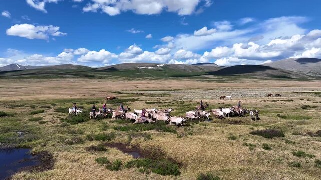 Landscape of a herd of vast tundra, where reindeer herders navigate remote Mongolia