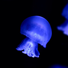 sea animal jellyfish cannonball underwater