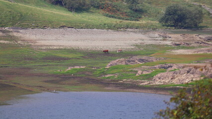 Cows Grazing by the Water