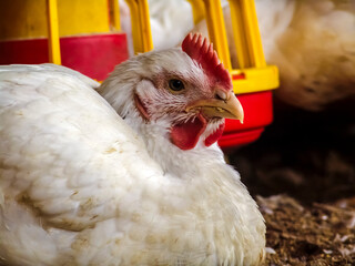 Live chickens for meat production feed on poultry farm in Santa Catarina state, south reguion of Brazil
