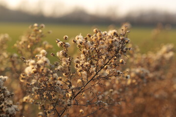 wild flowers in the field