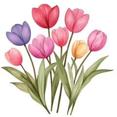 Obraz premium Watercolor botanical illustration of densely arranged tulips in vibrant colors with delicate hand-painted details 