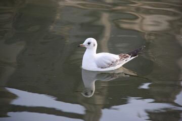 Mouette sur le lac