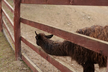 lama on the farm