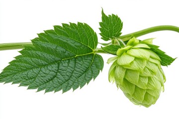 Close-up photograph of a green hop flower against a white background, high-resolution photography