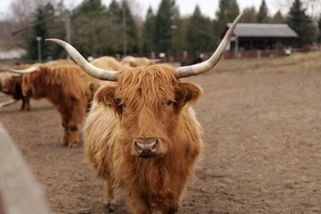 highland cow with horns