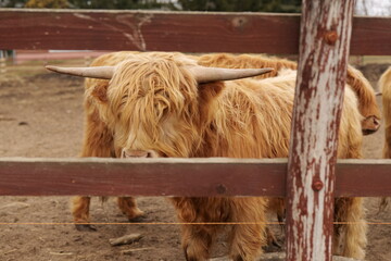 cows in a barn