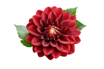 Fototapete Dark purple red dahlia in full bloom with leaves, cut out © eclipse