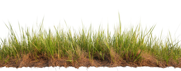Dry grass element with green and brown hues, cut out