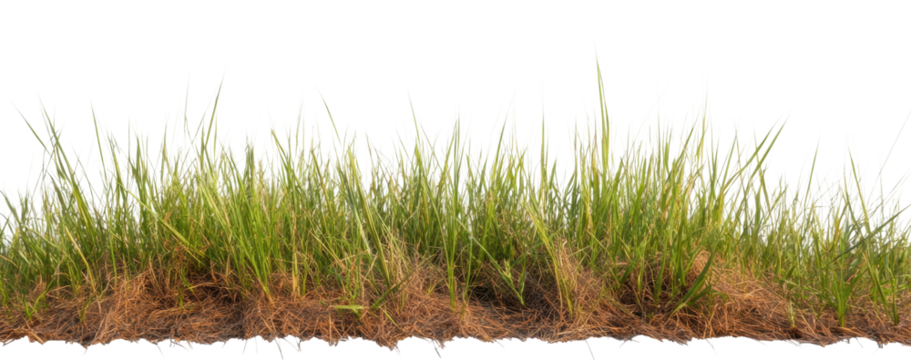 Dry grass element with green and brown hues, cut out