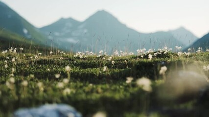 Tranquil alpine meadow blossoms under majestic mountain peaks