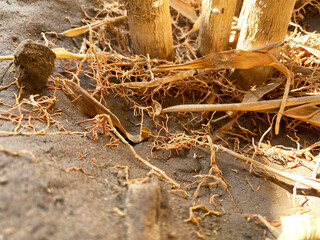 The image shows a dry, complex, fibrous root system along with the lower stalks of a plant emerging from parched soil, highlighting its adaptation to arid conditions