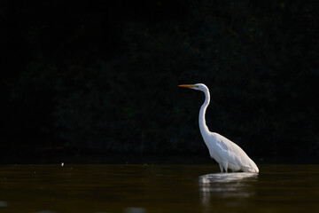 Great White Egret / Ardea alba / Volavka bílá
