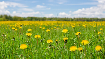Yellow Dandelion Flowers. Spring Sunny Day Background. 