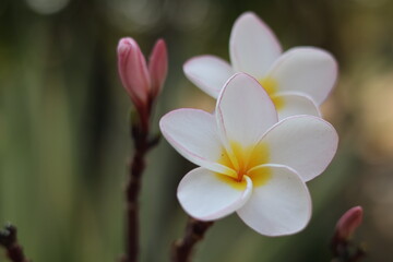 frangipani in laos