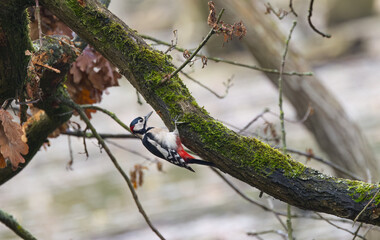 Woodpecker clinging to a tree, red and black bird on a tree trunk with moss, autumn scene with a great spotted woodpecker, great spotted woodpecker from the side, Dendrocopos major looking for food