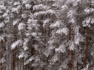 Winter dense pine forest. The branches of the trees are tilted and white with snow. Top view.