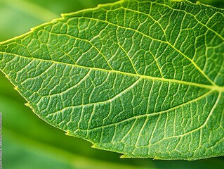 Fototapeta premium Closeup vibrant green leaf veins