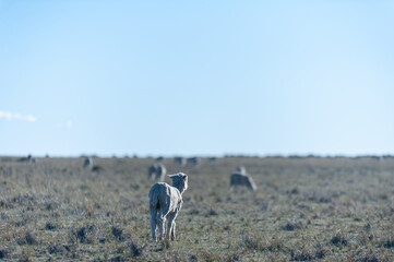 A lone ship cub wanders across a vast, sunlit pasture, a symbol of tranquility in the open space. The gentle blue sky above creates a backdrop of peace, inviting quiet moments of reflection.