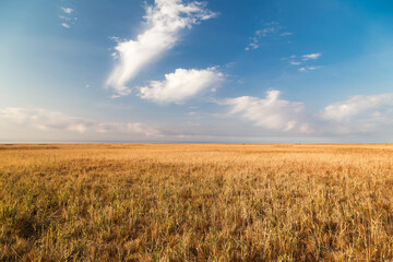 Endless steppes-prairie in frontof of a blue sky and white clouds.