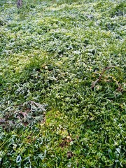 Fototapeta premium Top view of grass and weeds with frost on the leaves in the early morning.