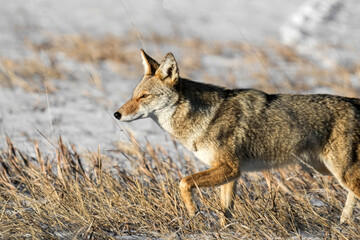 Coyote - Colorado - Sunrise