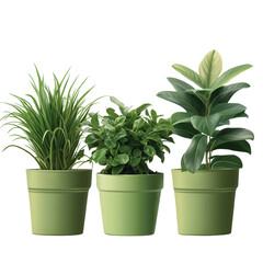 Fototapeta premium 3 potted plants transparent background PNG