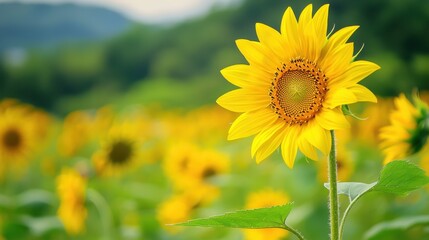 A vibrant sunflower stands tall amidst a field of blooming sunflowers, showcasing its bright yellow petals against a lush green backdrop.
