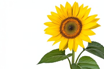 Obraz premium A bright yellow sunflower with green leaves on the stem, against a white background, in a high-resolution photo, with high quality, professional photography, sharp focus, and studio lighting.