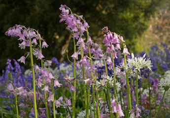 Pink bluebells growing with wild garlic.