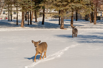 White-tailed Deer And Deer Tracks In The Snow In An Urban Field In February In Wisconsin