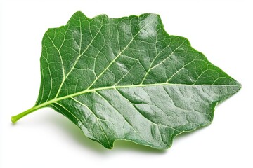 A highly detailed and realistic close-up of an entire green lilac leaf, isolated on a white background.