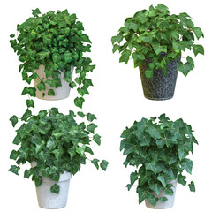 Obraz premium 4 potted ivy plants in different sizes and styles transparent background PNG 