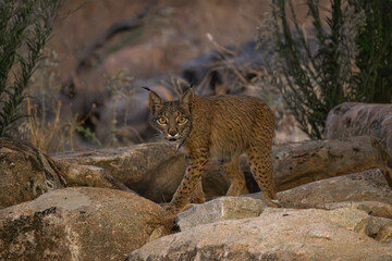 Iberian lynx walking at night