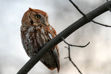 Rufous Red-morph Eastern Screech Owl
