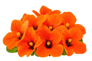 Vibrant orange hibiscus flowers in full bloom, cut out