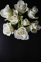 White roses on a black background with copy space for text, close up