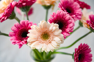 Obraz premium bouquet of colorfull Gerbera flowers on a light background with negative space 