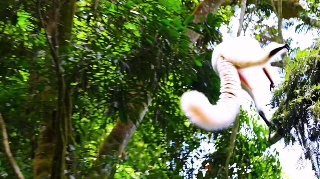 Diademed animation high resolution cinematic Creative 4k video Sifaka is sitting in a forest on the ground. Madagascar Toamasina Province, Madagascar