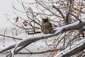 Great Horned Owl - Winter