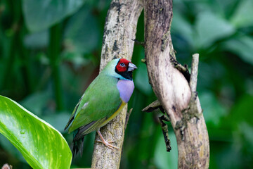 Beautiful colorful Gould-amandina (Gouldian finch) bird sitting on a branch in the rainforest.