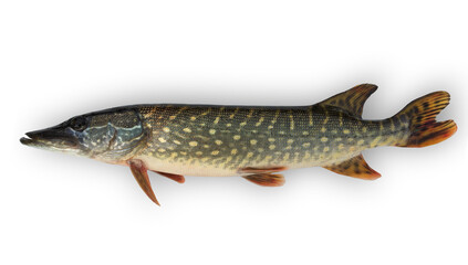 Pike is a freshwater predator inhabitant of rivers and lakes