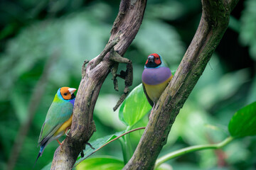 Beautiful colorful Gould-amandina (Gouldian finch) bird sitting on a branch in the rainforest.
