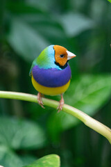 Beautiful colorful Gould-amandina (Gouldian finch) bird sitting on a branch in the rainforest.