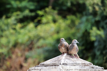 Obraz premium A pair of pigeons stood close together, necks raised, perched on an old fence. Behind them were green trees.