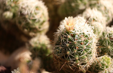 Mammillaria cactus blooms with pale pink flowers. in the bright sunlight

