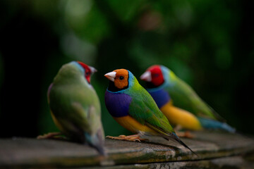 Beautiful colorful Gould-amandina (Gouldian finch) birds in the nature